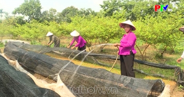 Phụ nữ Phú Thọ - Phụ nữ Phú Thọ với các phong trào thi đua