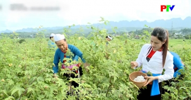 Phu Tho Culture Express - Brocade weaving preserving a craft, preserving cultural identity