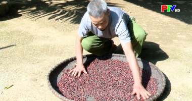 Phu Tho Culture Express - Muong Be in doi harvest season