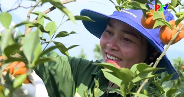 Phú Thọ ngày mới 1-1-2026