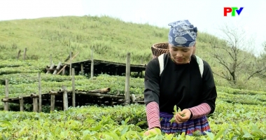 Phú Thọ ngày mới 25-12-2025