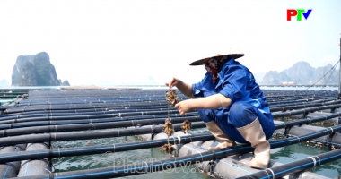 Phú Thọ ngày mới ngày 12-08-2026