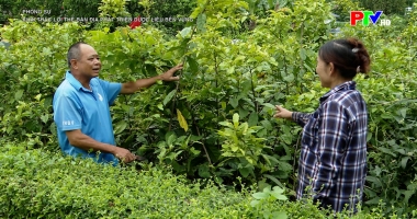 Khai thác lợi thế bản địa phát triển dược liệu bền vững