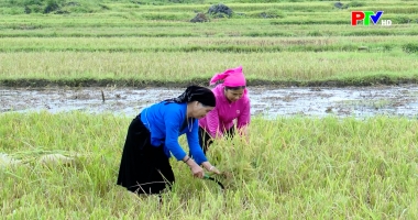 Phu Tho Cultural Express - Tay culture in modern life