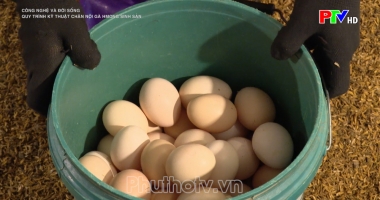 Quy trình kỹ thuật chăn nôi gà H'mông sinh sản