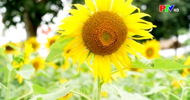 Rực rỡ sắc hoa hướng dương