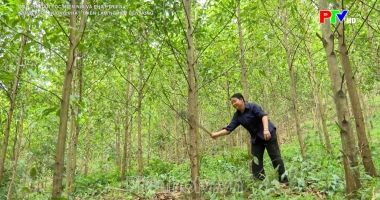 Rừng FSC - Hướng phát triển lâm nghiệp bền vững