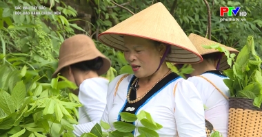 Sắc màu Tây Bắc: Độc đáo bánh chưng đen