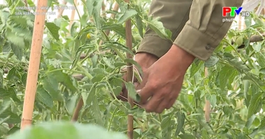 Sản xuất rau an toàn