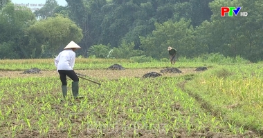 Sản xuất vụ đông
