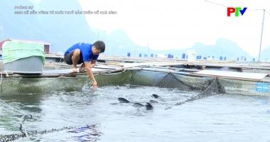 Sinh kế bền vững từ nuôi thủy sản trên hồ Hòa Bình