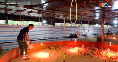 Tái đàn chăn nuôi sau Tết