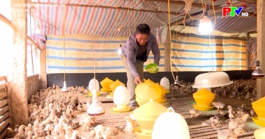 Tái đàn sau Tết