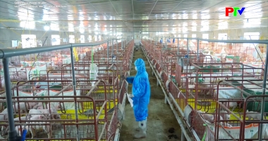 Tài nguyên và môi trường - Tăng cường bảo vệ môi trường chăn nuôi