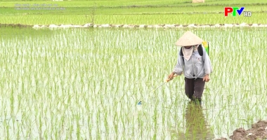 Tăng cường sản xuất và bảo vệ vụ mùa