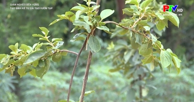 Tạo sinh kế từ cải tạo vườn