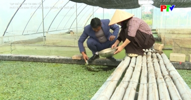 Tạp chí thông tin kinh tế - Phát triển kinh tế từ giống cây trồng, vật nuôi mới