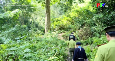 Tạp chí thông tin kinh tế - Thoát nghèo từ trồng rừng kinh tế