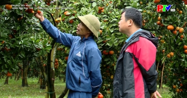 Thi đua yêu nước - Nông dân Phú Thọ thi đua sản xuất kinh doanh giỏi