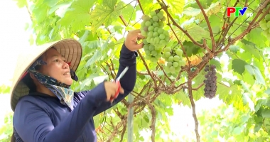 Thị trường tiêu dùng ngày 12-4-2026