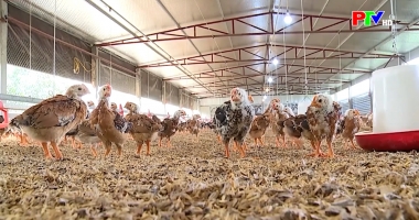 Thị trường tiêu dùng ngày 13-11-2025