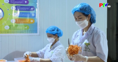 Thị trường tiêu dùng ngày 21-08-2026