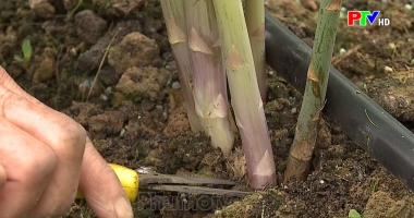 Thị trường tiêu dùng ngày 24-10-2021