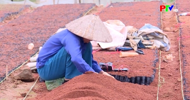 Thị trường tiêu dùng ngày 3-3-2026