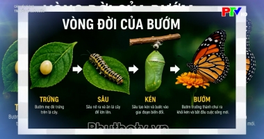 Dành cho thiếu nhi - Câu hỏi vì sao: Tìm hiểu về loài bướm