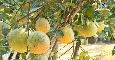 Thị trường tiêu dùng ngày 11-1-2020