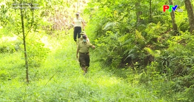 Thoát nghèo từ rừng