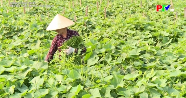 Thông tin nông nghiệp - Hiệu quả từ mô hình rau su su hữu cơ