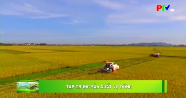 Tập trung sản xuất vụ Đông