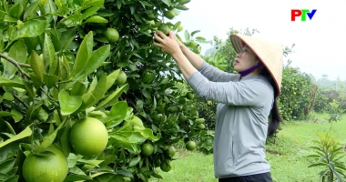 Thông tin nông nghiệp ngày 1-10-2025