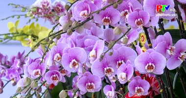 Thú chơi hoa ngày Tết