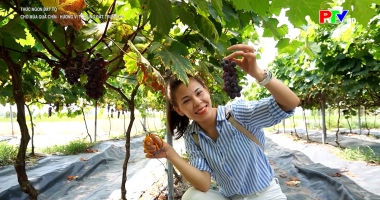 Thức ngon đất Tổ - Chờ mùa quả chín: Hương vị từ vùng đất trung du