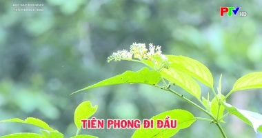 Tiên phong đi đầu