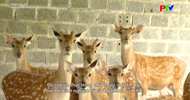 Tiếng Cao Lan - Hiệu quả mô hình nuôi hươu lấy nhung