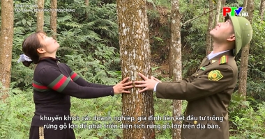 Tiếng Cao Lan - Tạo sinh kế bền vững từ trồng rừng