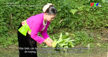 Tiếng Mường - Người phụ nữ dân tộc thiểu số làm kinh tế giỏi