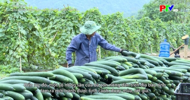 Tiếng Thái - Đầu ra cho nông sản: Bài toán để thoát nghèo