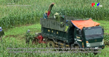Tiếng Thái - Hiệu quả mô hình ngô sinh khối