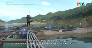 Tiếng Thái - Hiệu quả mô hình nuôi cá lồng trên sông Đà