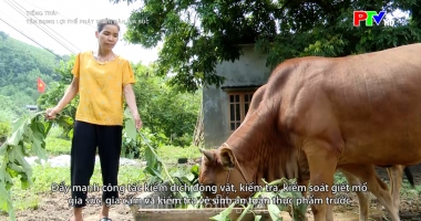 Tiếng Thái - Tận dụng lợi thế phát triển đàn gia súc