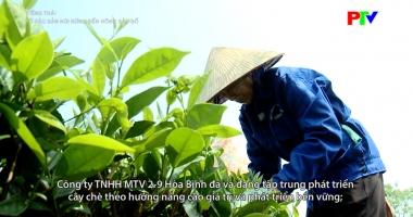 Tiếng Thái - Từ đặc sản núi rừng đến nông sản số