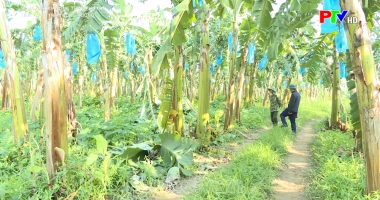 Trái ngọt trên đồng ruộng