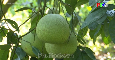 Trang địa phương ngày 20-10-2022