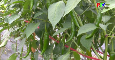 Trang địa phương ngày 11-7-2024