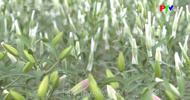 Trồng hoa ly trong nhà màng
