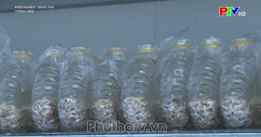 Trồng nấm